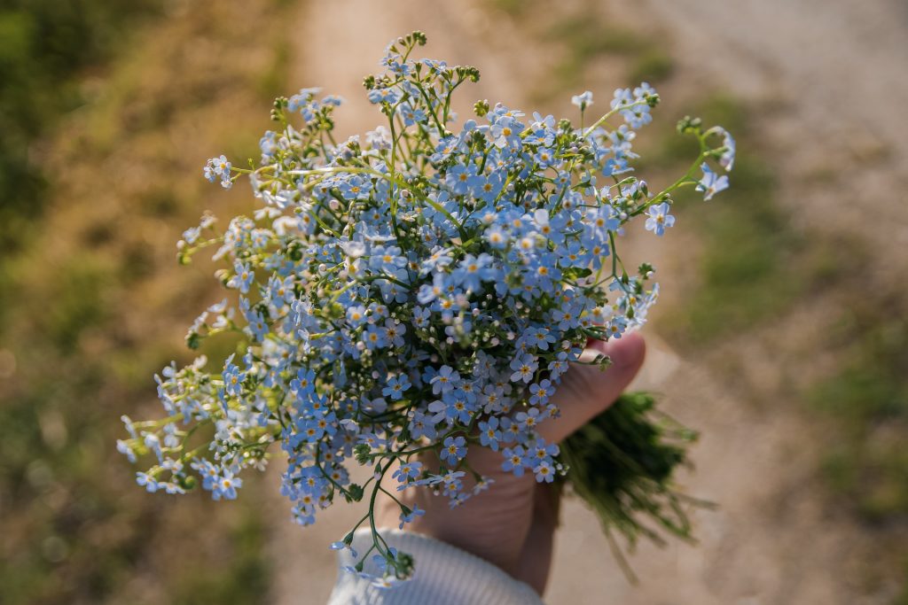 photo of forget me nots