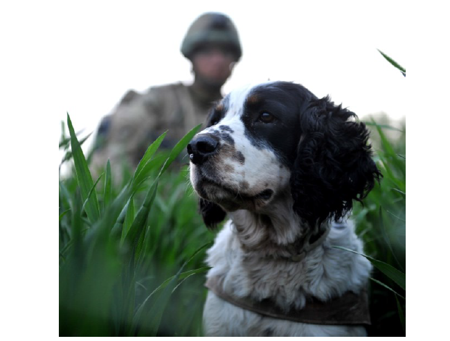 Photo of dog handler on patrol in afghanistan